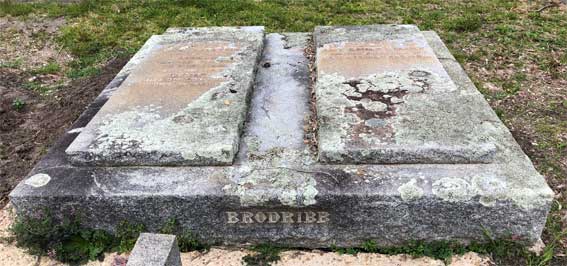 Brodribb